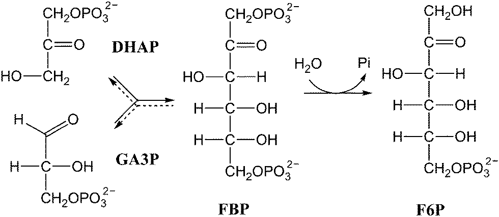 QM/MM studies of the mechanism of unusual bifunctional  fructose-1,6-bisphosphate aldolase/phosphatase - Physical Chemistry  Chemical Physics (RSC Publishing) DOI:10.1039/C3CP55263B