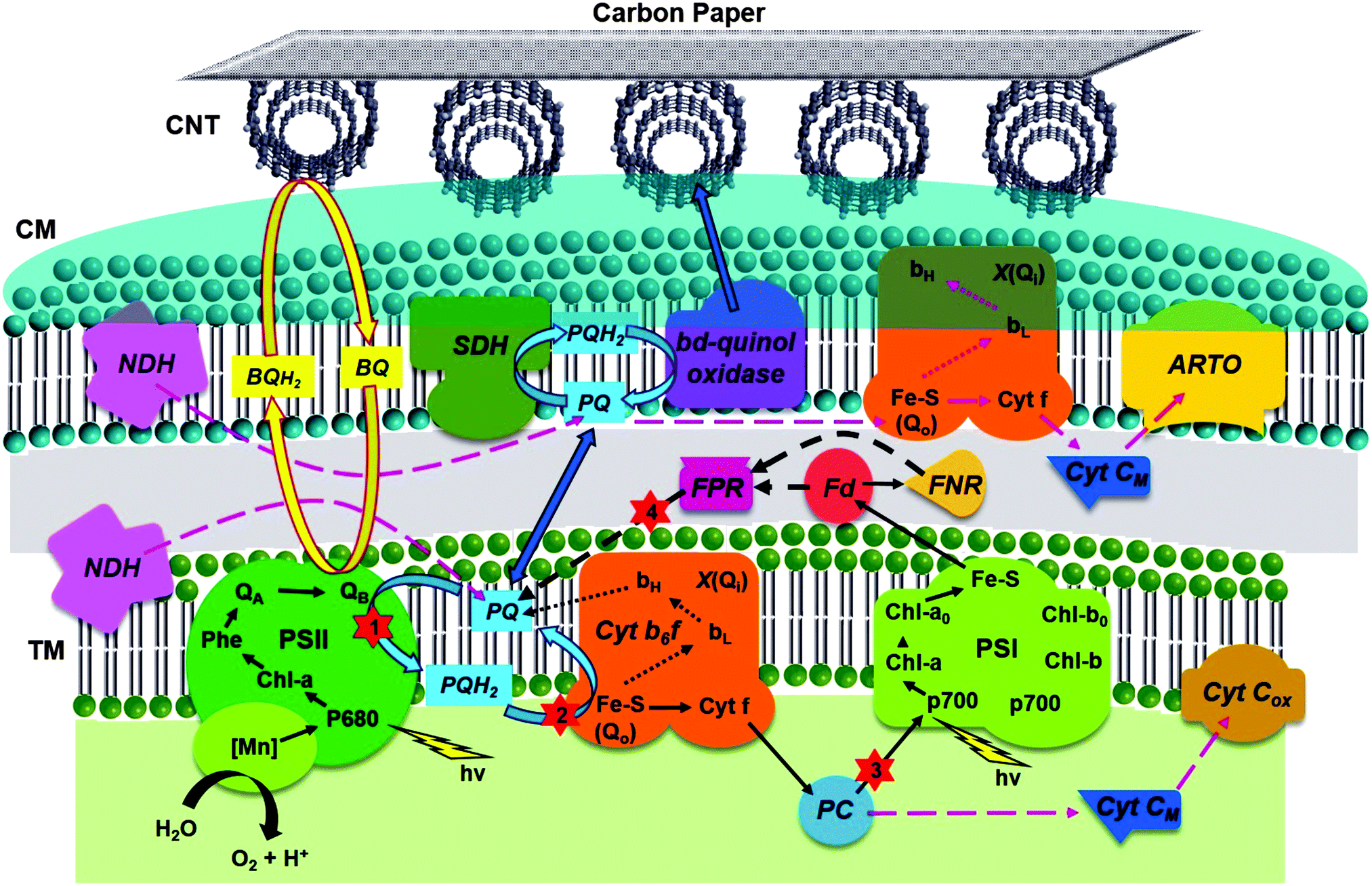 electron transport chain photosynthesis