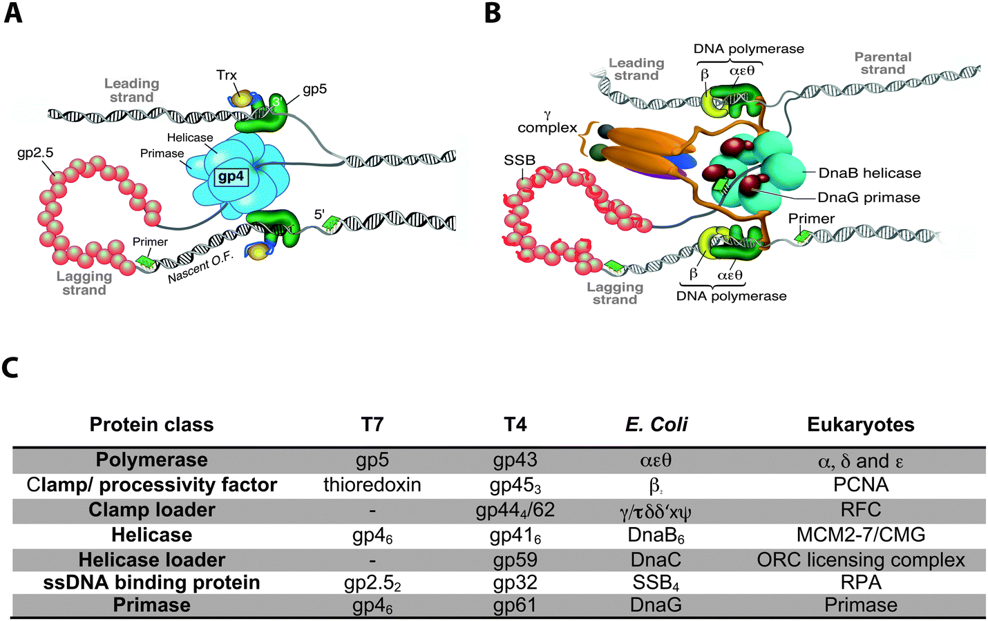 Dna Replication At The Single Molecule Level Chemical Society Reviews Rsc Publishing Doi 10 1039 C3csa