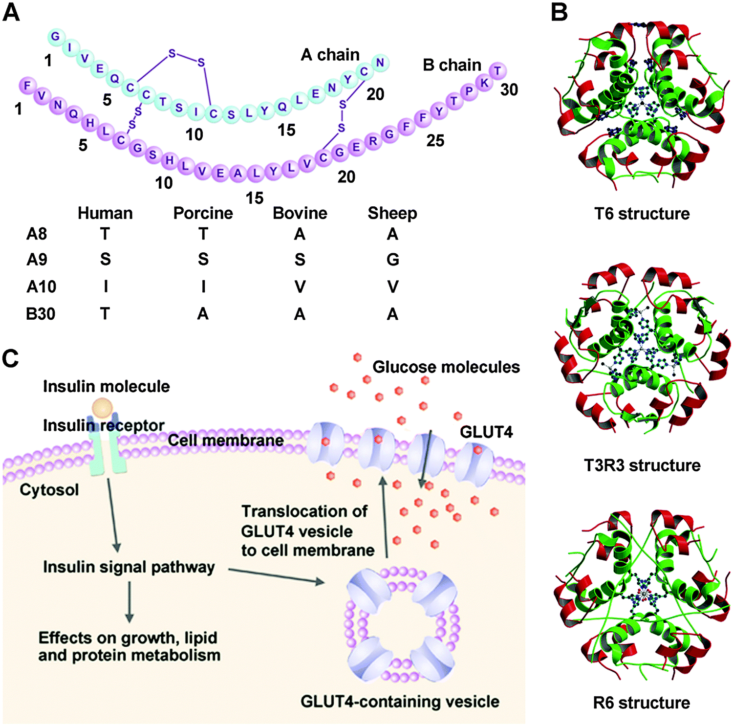 4 1 3 структура. Insulin structure. Structure Human Insulin. Insulin Amino acid sequence. Инсулин лизпро молекула.