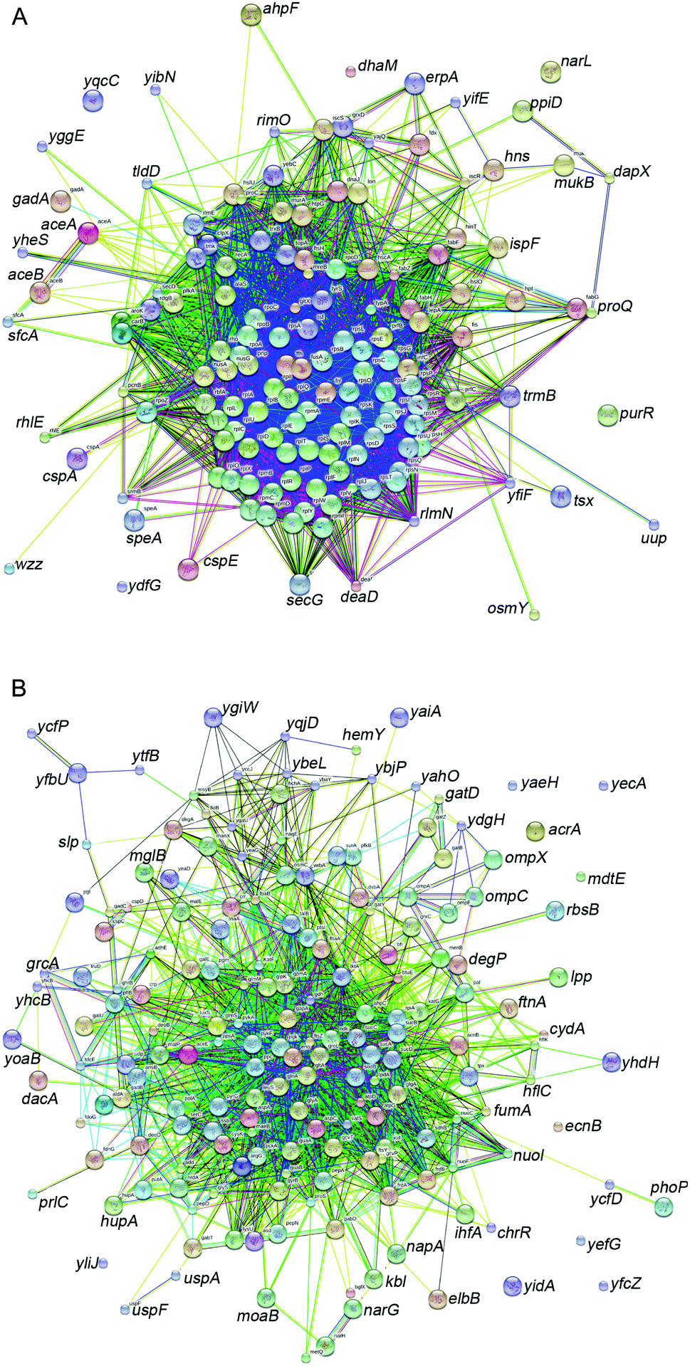 ygaU protein (Escherichia coli CFT073) - STRING interaction network