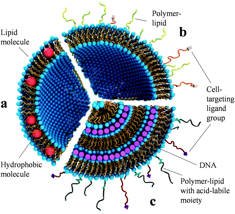 MVLs. (A and B) The structure (A) and molecular modeling (B) of