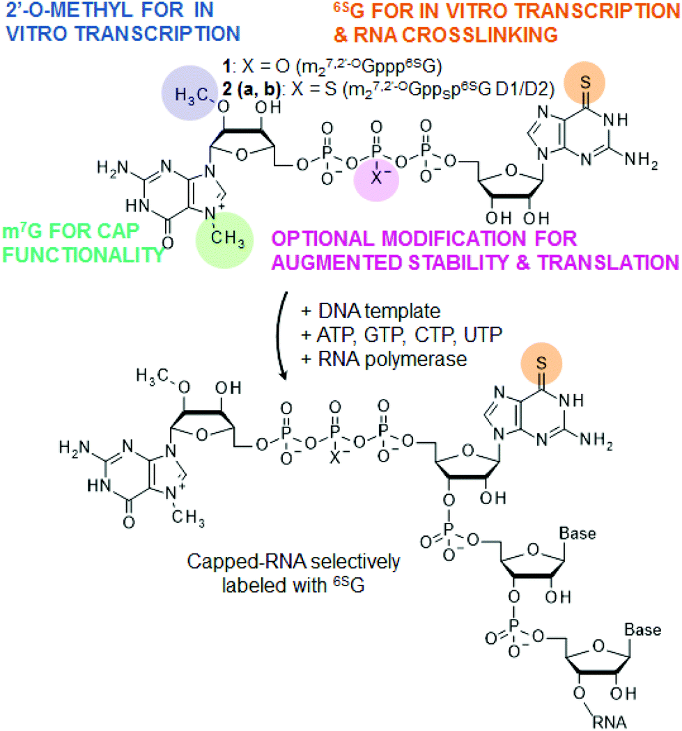 Cap analogs containing 6-thioguanosine – reagents for the synthesis of  mRNAs selectively photo-crosslinkable with cap-binding biomolecules -  Organic & Biomolecular Chemistry (RSC Publishing) DOI:10.1039/C4OB00059E