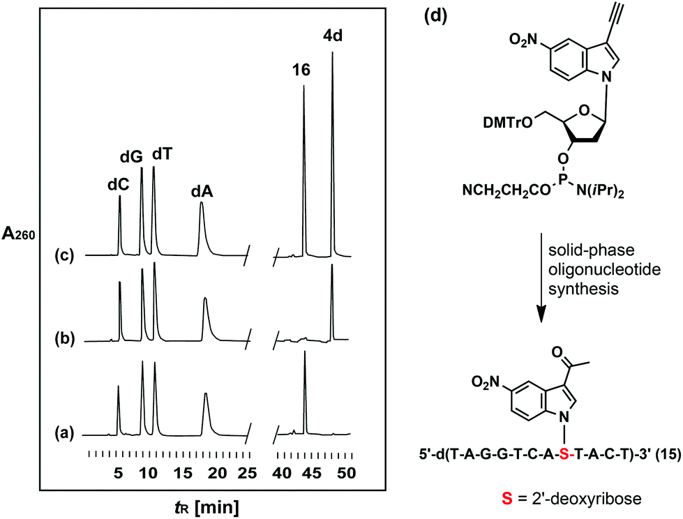 5-Nitroindole oligonucleotides with 
