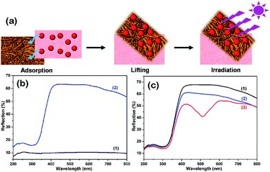 image file: c3ra46601a-f3.tif