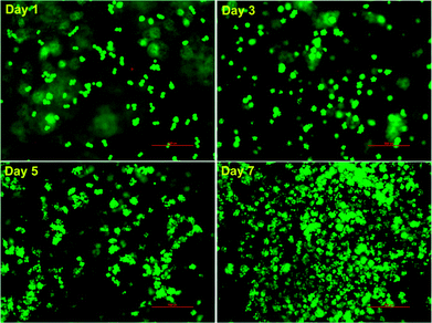 image file: c3ra46847j-f3.tif