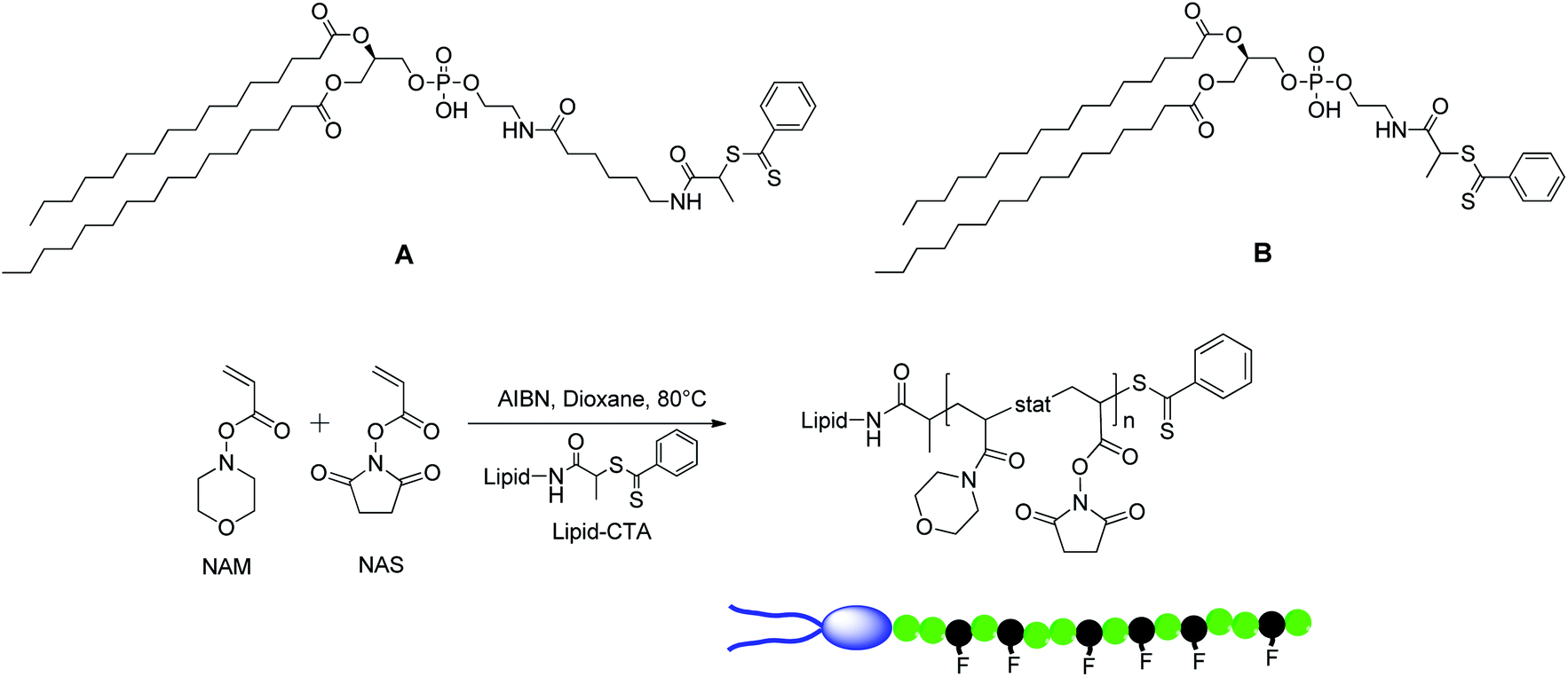 lipids polymer