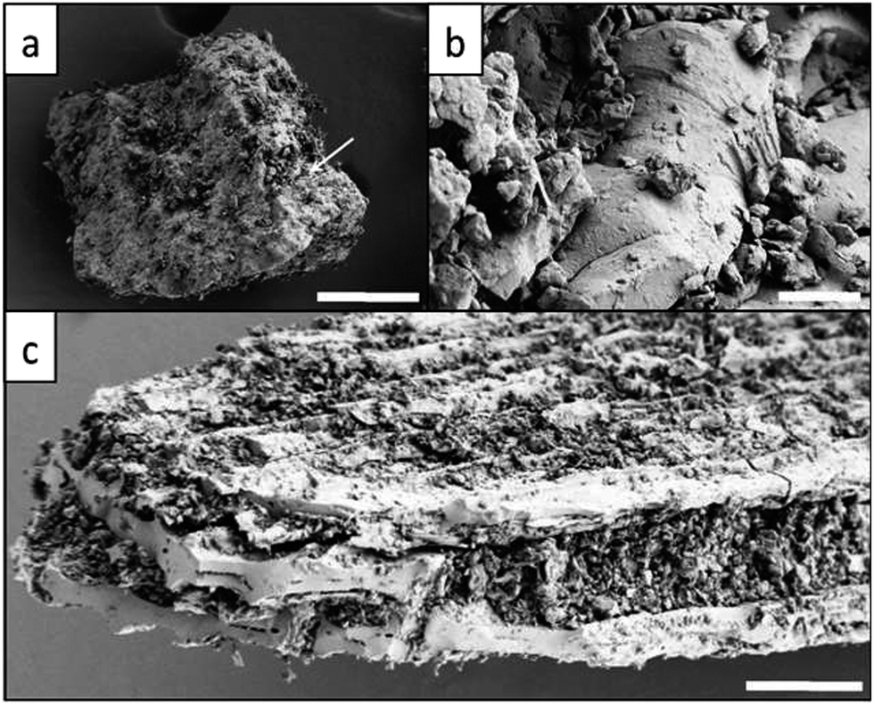 Bioconversion Of Coal: New Insights From A Core Flooding Study - RSC ...