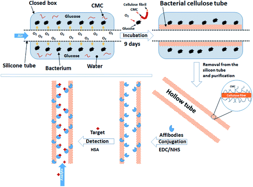 image file: c4ra08882d-s1.tif
