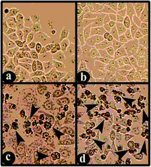 image file: c4ra10377g-f9.tif