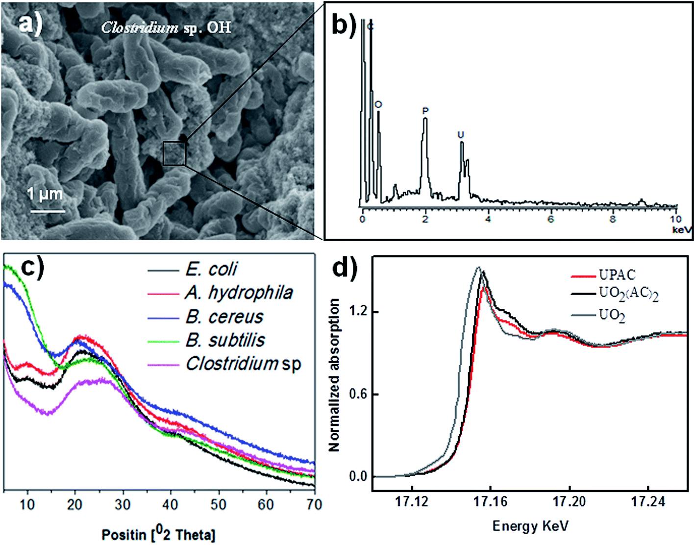 Hydrothermal growth of large-size UO 2 nanoparticles mediated by 