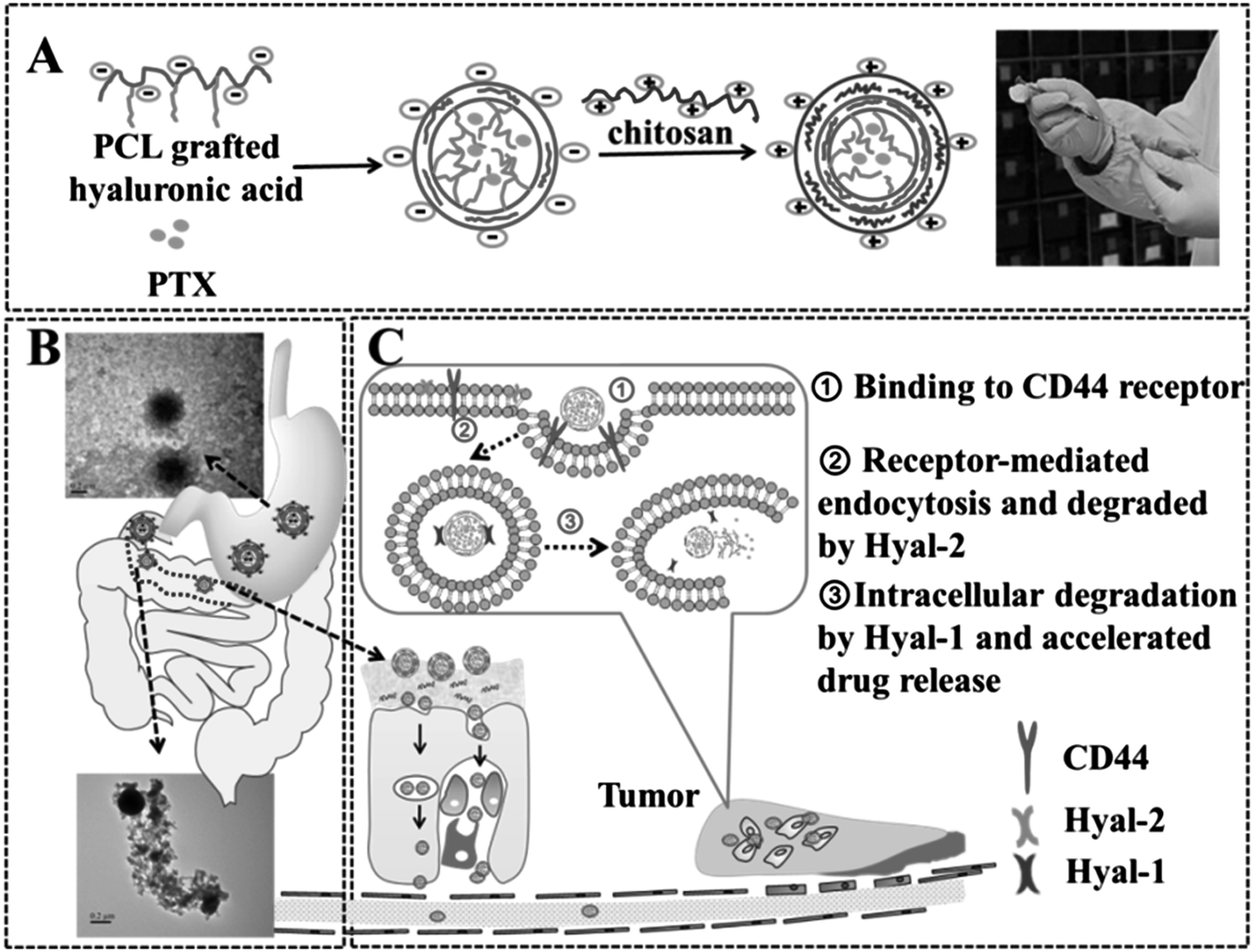 コダック A Role for MAPK/ERK in Sympathetic Neuron Survival