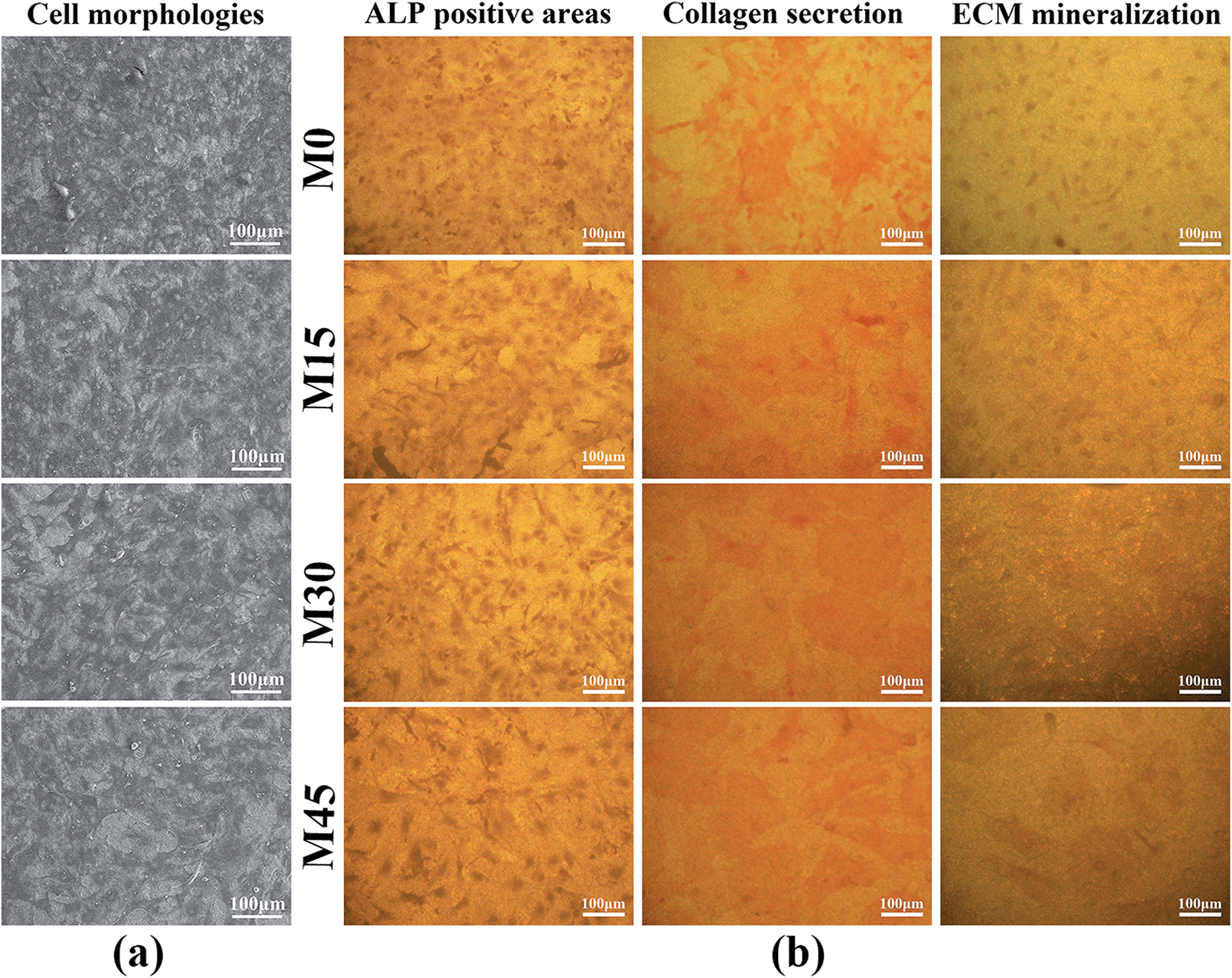 Multifunctional Mn-containing titania coatings with enhanced