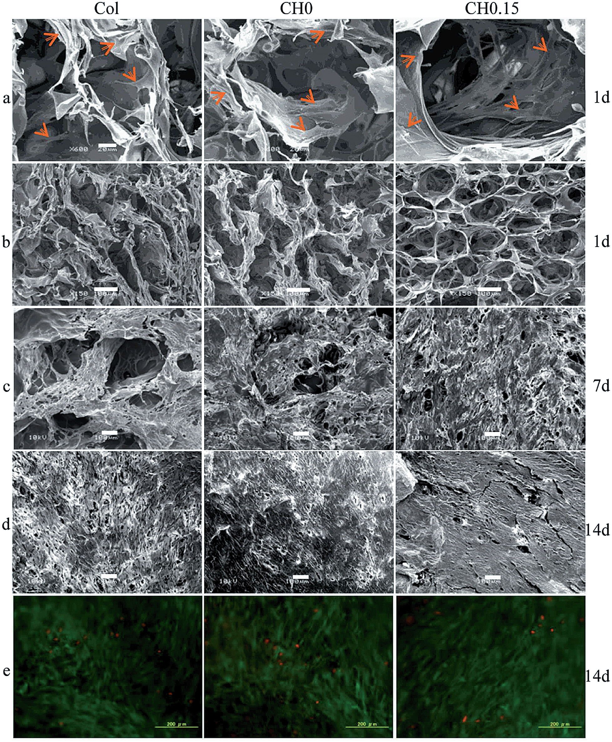 Highly active porous scaffolds of collagen and hyaluronic acid prepared by  suppression of polyion complex formation - Journal of Materials Chemistry B  (RSC Publishing) DOI:10.1039/C4TB00780H