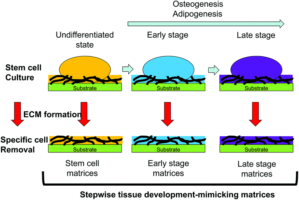 Stem Cell Culture Using Cell Derived Substrates Biomaterials