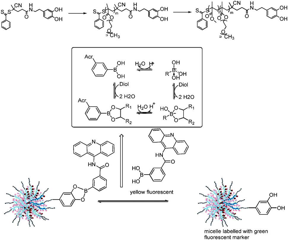 Boronic acid ester with dopamine as a tool for bioconjugation and for