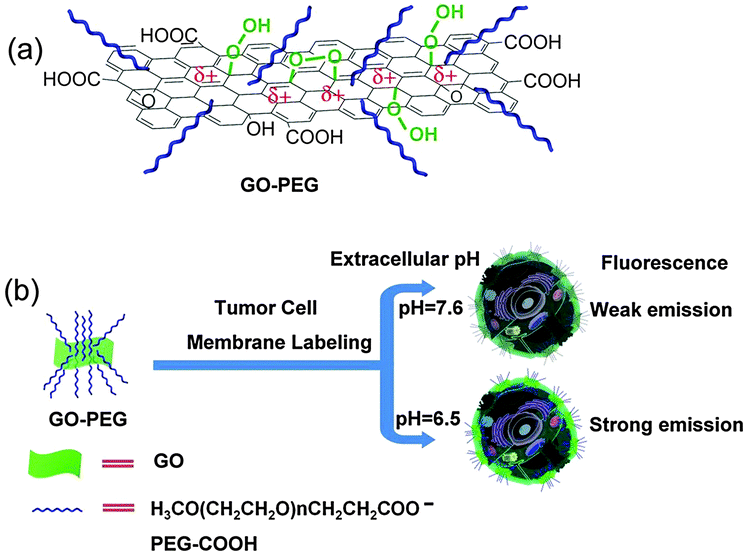 Positively Charged Graphene Oxide Nanoparticle Precisely Label The Plasma Membrane Of Live Cell And Sensitively Monitor Extracellular Ph In Situ Chemical Communications Rsc Publishing