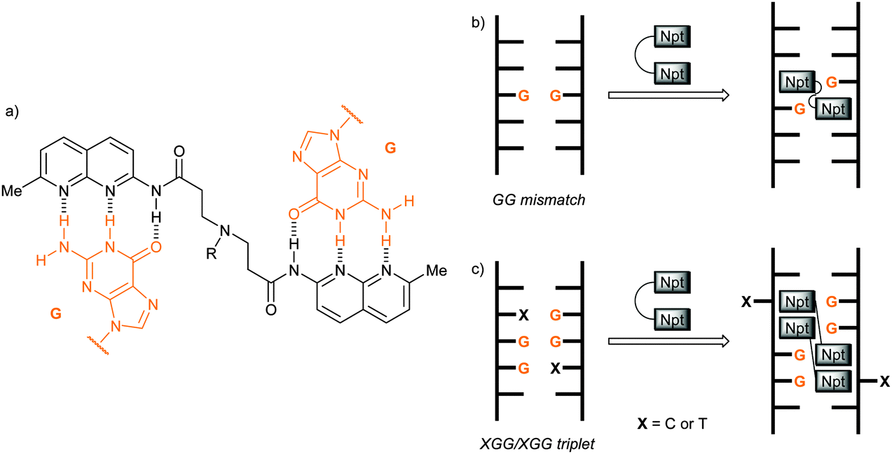 Finding Needles In A Basestack Recognition Of Mismatched Base Pairs In Dna By Small Molecules Chemical Society Reviews Rsc Publishing