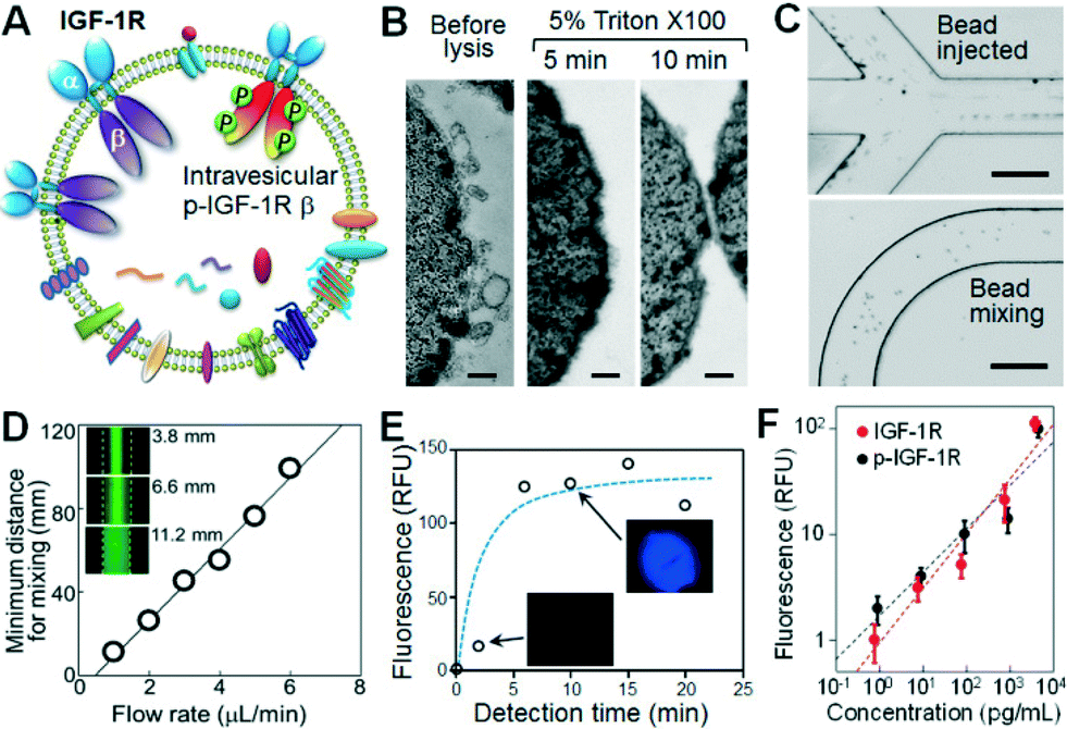 Integrated Immunoisolation And Protein Analysis Of Circulating Exosomes