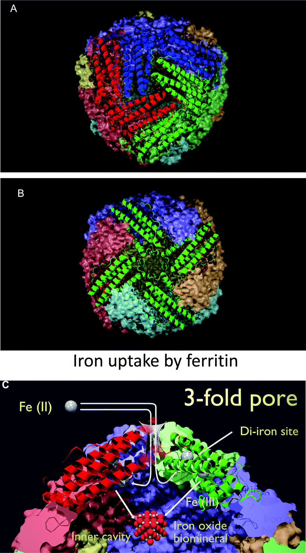 serum-ferritin-is-an-important-inflammatory-disease-marker-as-it-is