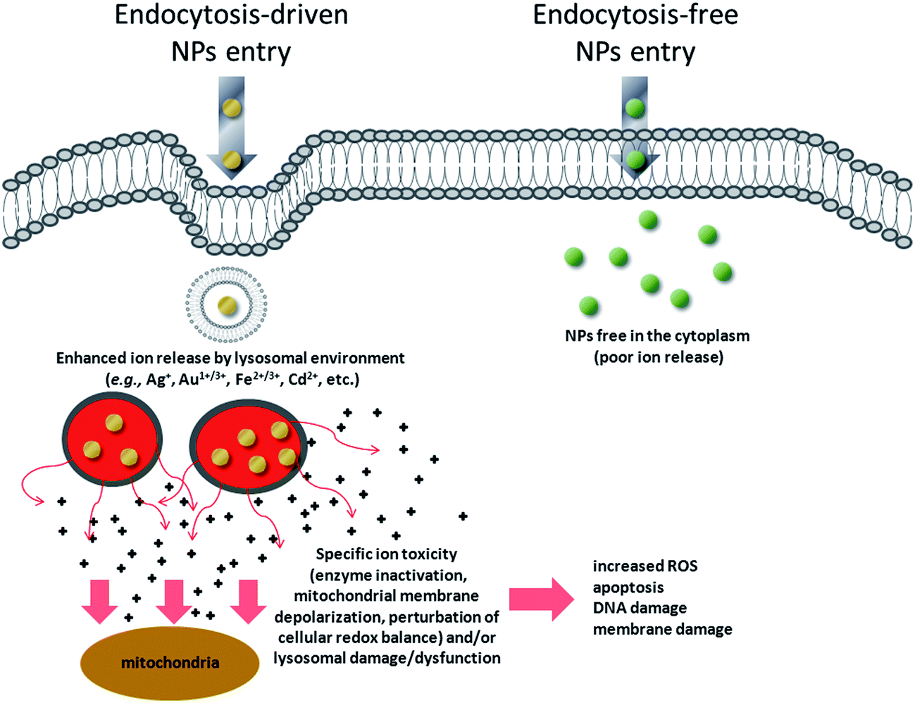 drug treatment for mesothelioma