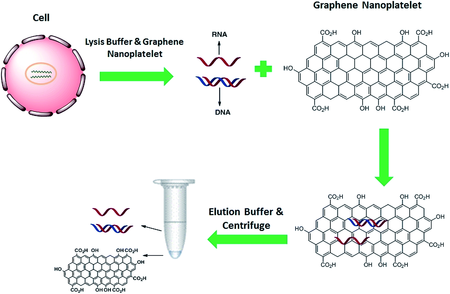 Dna And Rna Extractions From Eukaryotic And Prokaryotic Cells By Graphene Nanoplatelets Rsc Advances Rsc Publishing