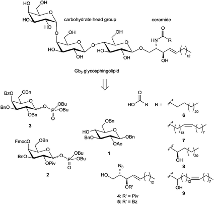 Influence of Gb 3 glycosphingolipids differing in their fatty acid ...