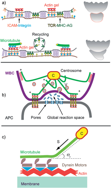 Physics of cell adhesion: some lessons from cell-mimetic systems - Soft ...