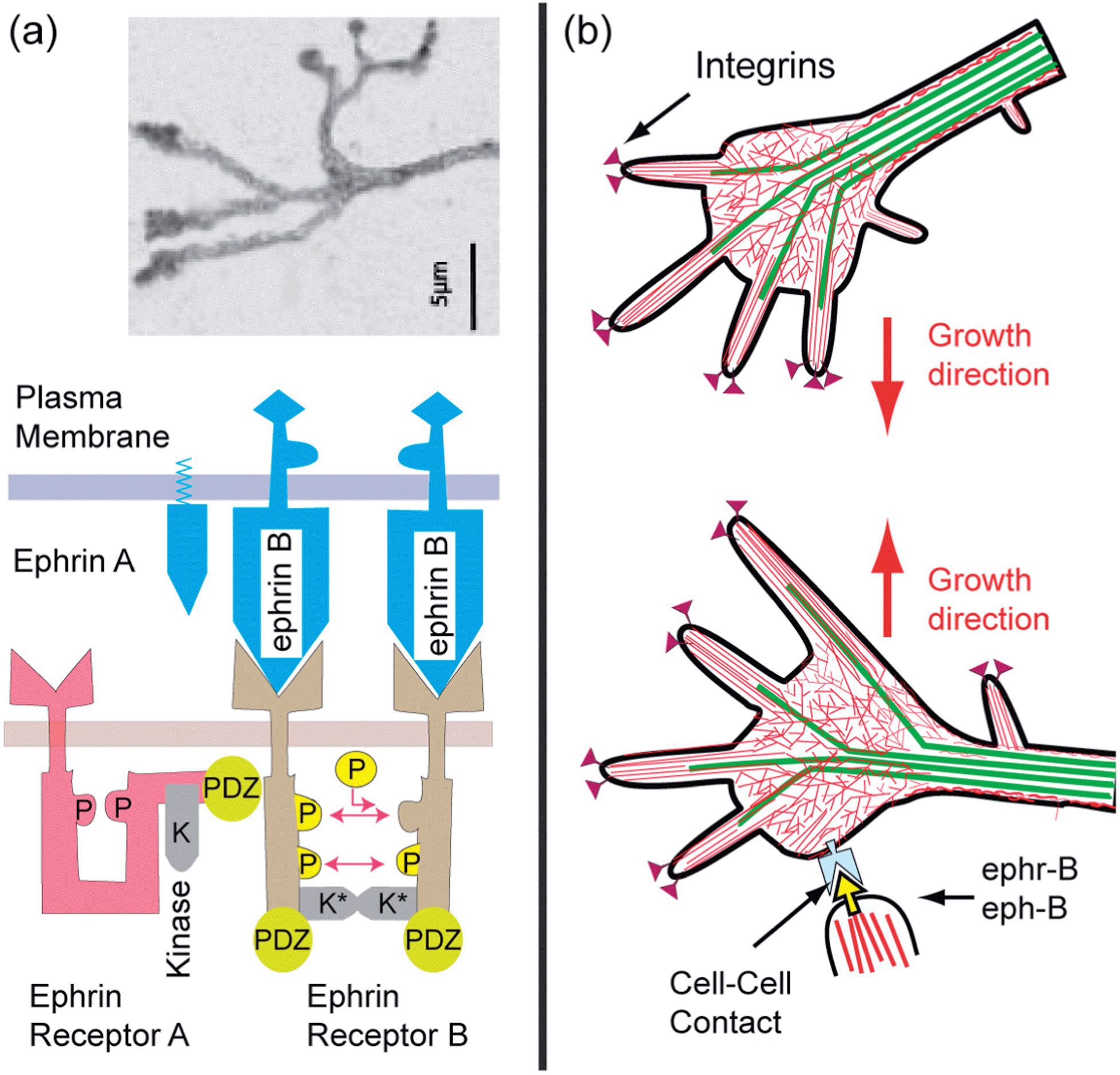 Physics of cell adhesion: some lessons from cell Biology Diagrams