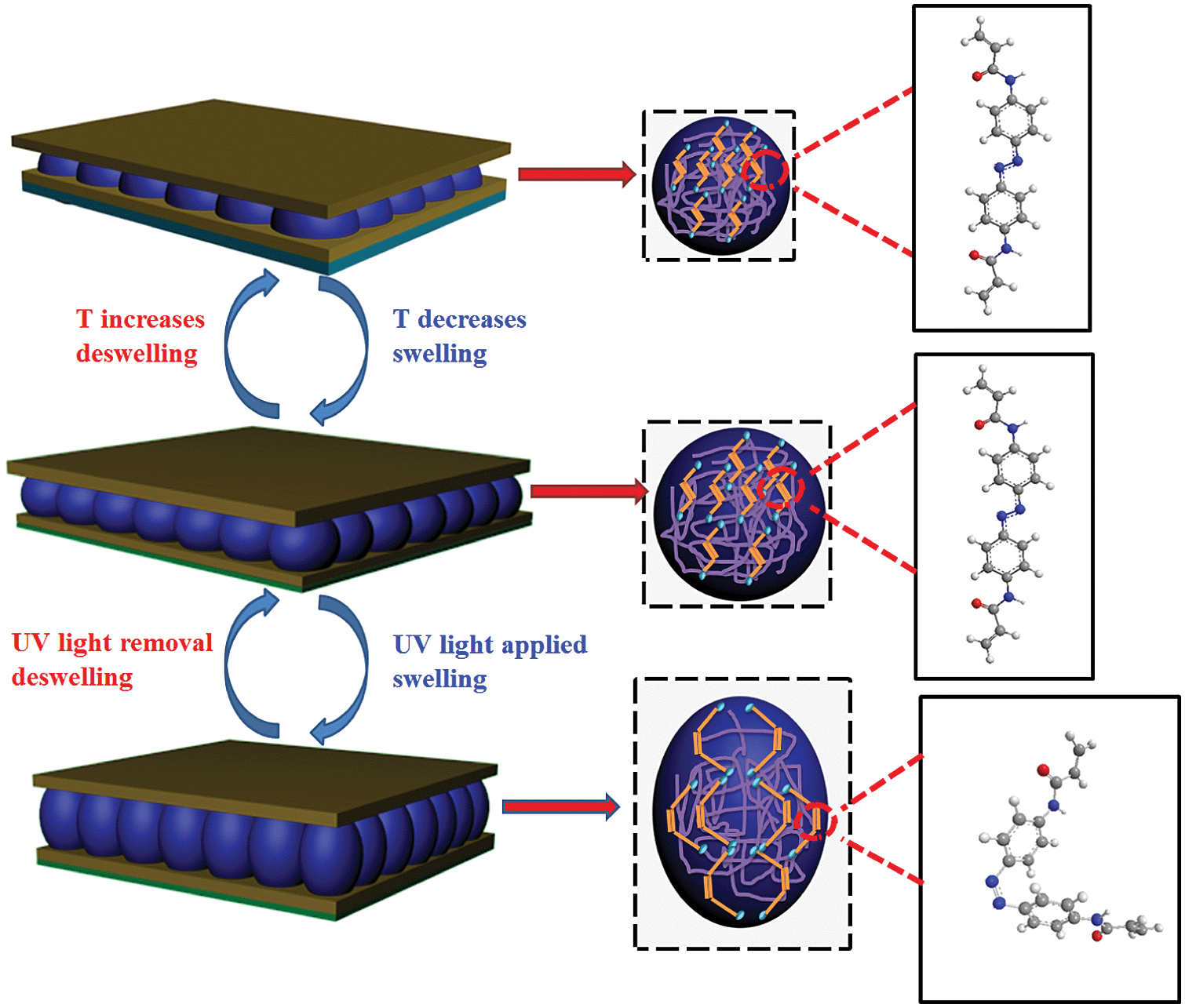 Light switchable optical materials from azobenzene crosslinked poly( N