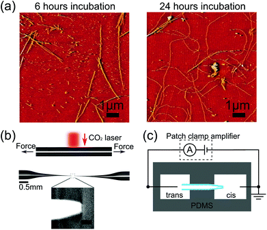 Nanopore analysis of amyloid fibrils formed by lysozyme aggregation
