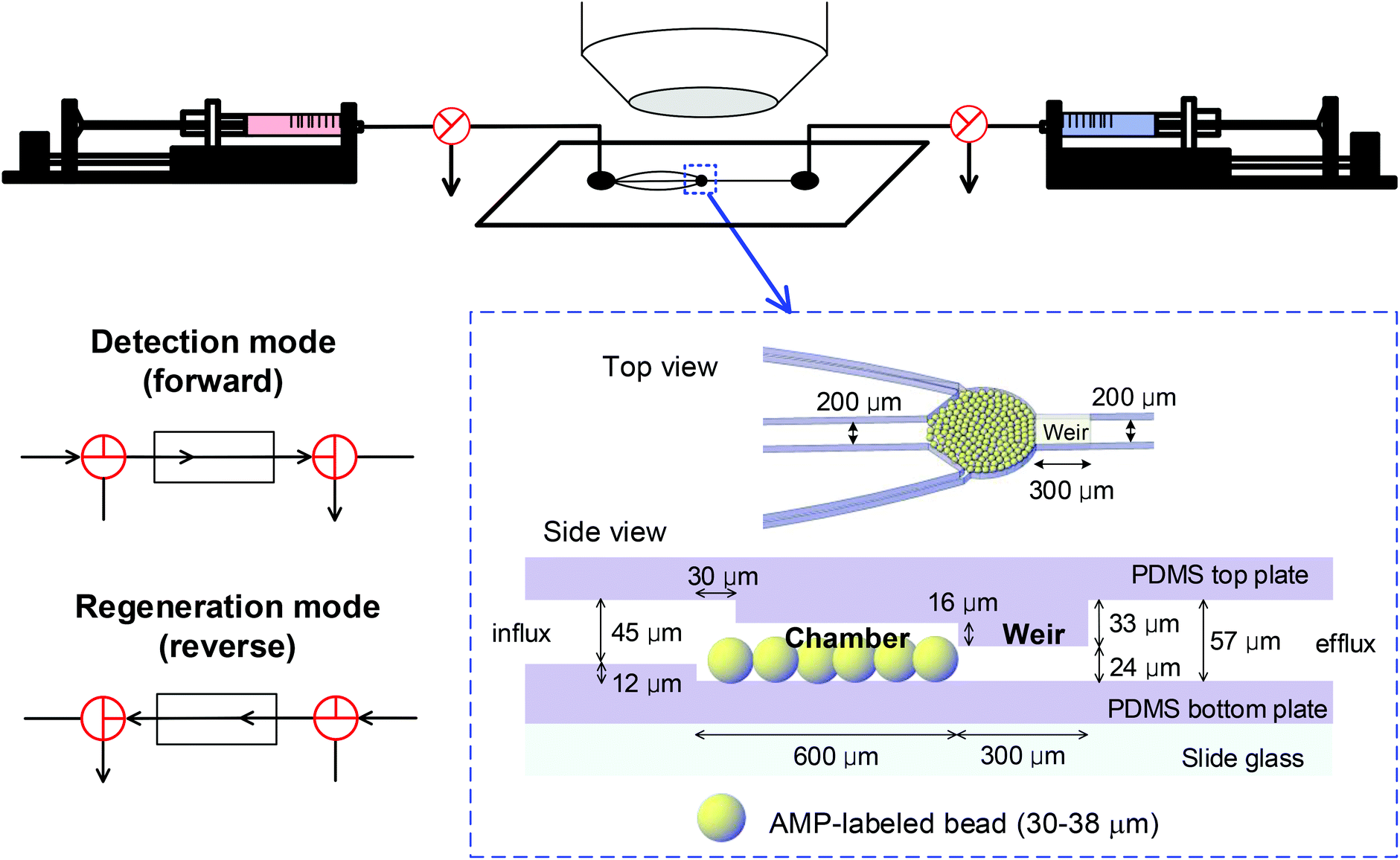 Efficient Detection Of Escherichia Coli O157 H7 Using A Reusable Microfluidic Chip Embedded With Antimicrobial Peptide Labeled Beads Analyst Rsc Publishing Doi 10 1039 C5ank