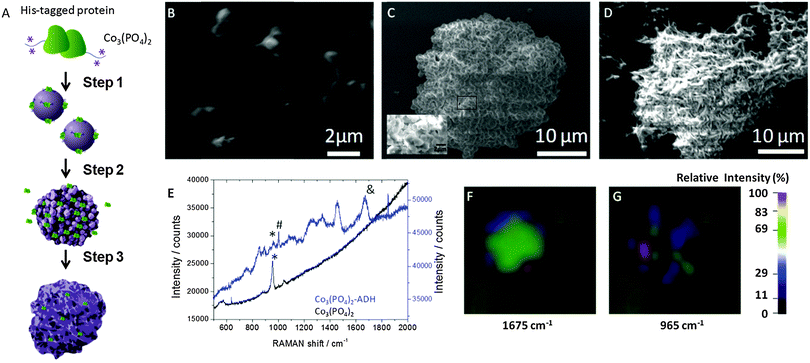 image file: c5cc00318k-f1.tif