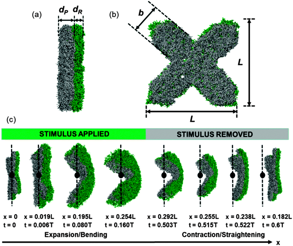 Mesoscale modelling of environmentally responsive hydrogels