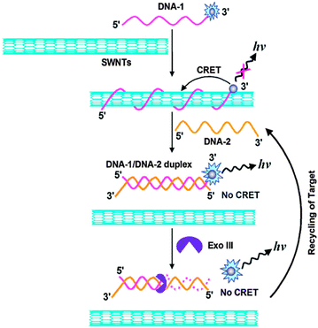 Recent applications of carbon nanomaterials in fluorescence