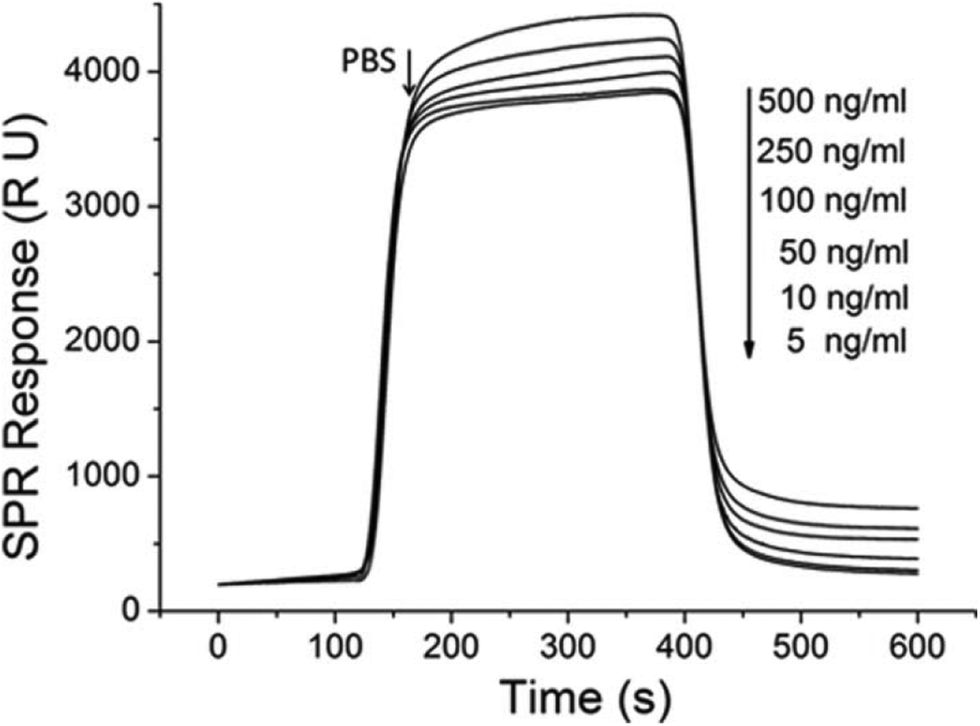 Surface Conformations Of An Anti Ricin Aptamer And Its Affinity For Ricin Determined By Atomic Force Microscopy And Surface Plasmon Resonance Physical Chemistry Chemical Physics Rsc Publishing Doi 10 1039 C4cpc