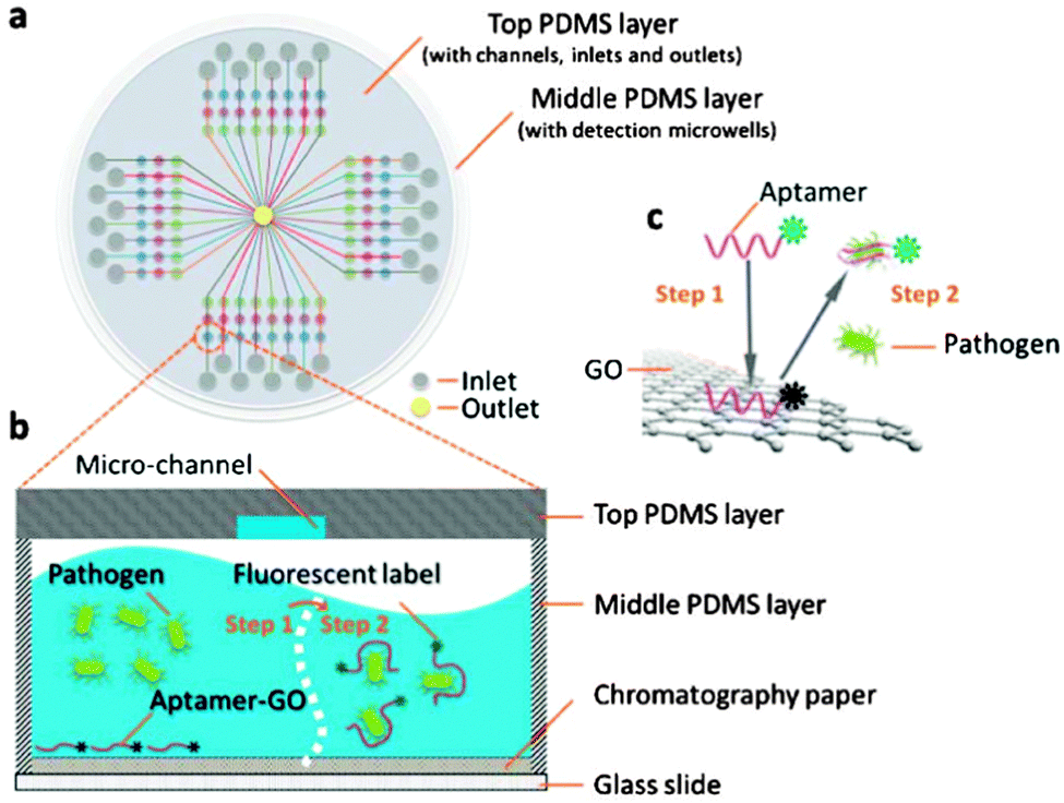 Broadband Photoresponse Enhancement by Band Engineering in