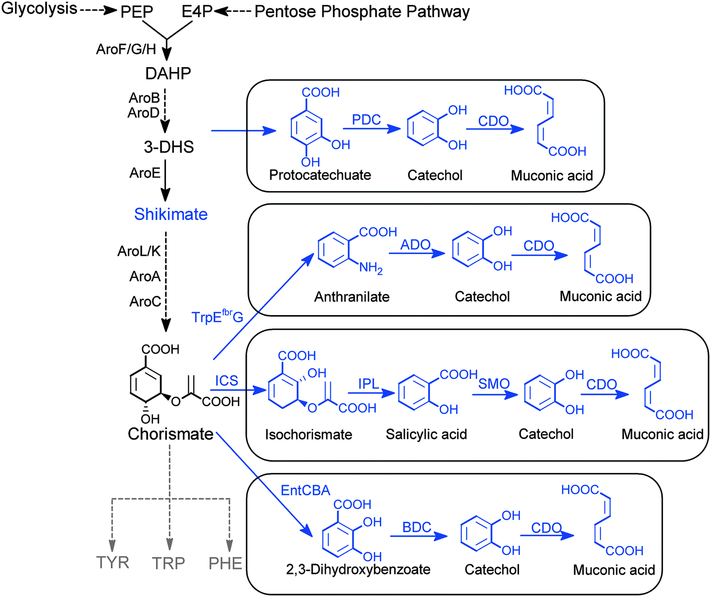 Synthesis of chemicals by metabolic engineering of microbes