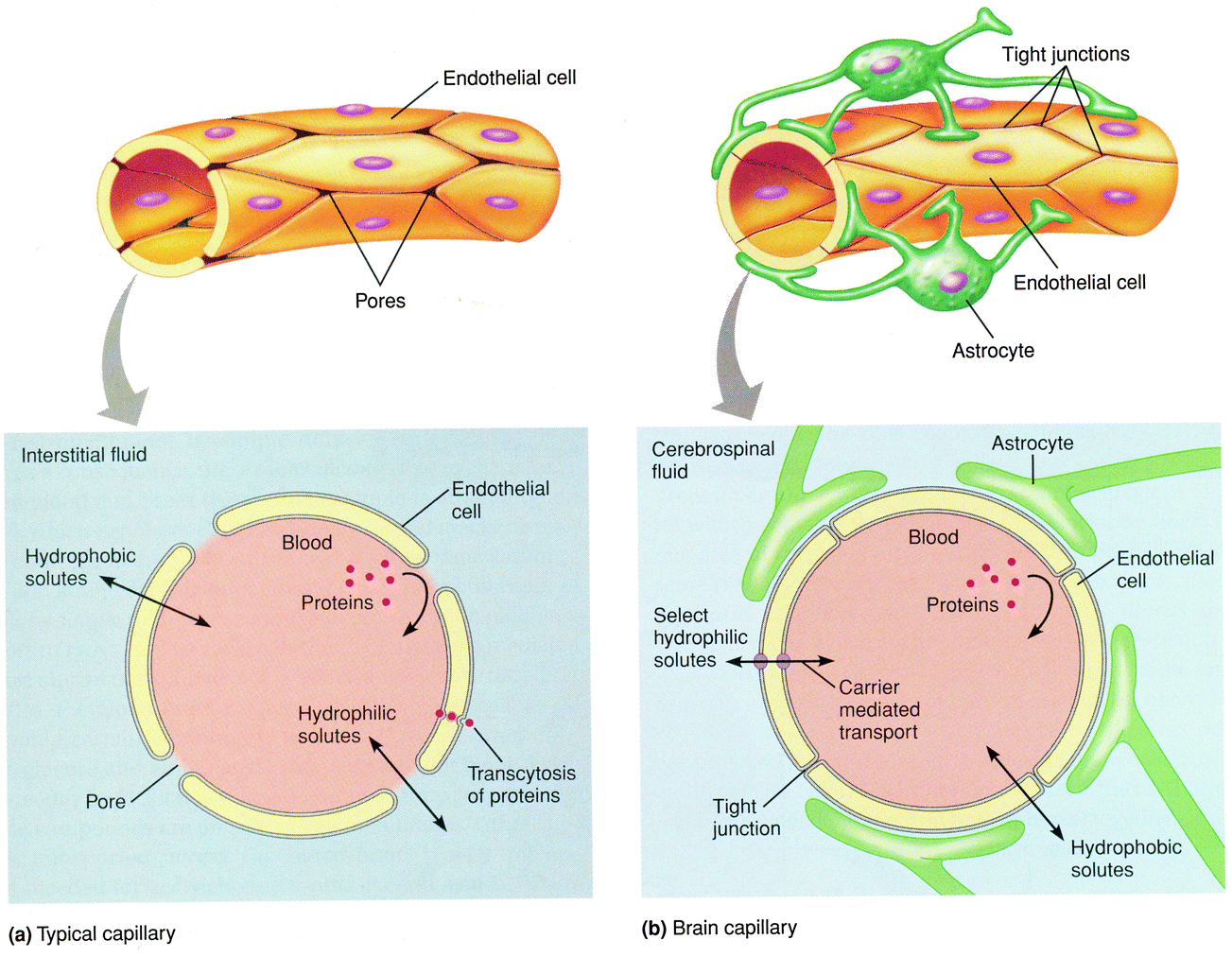 KO In vivo delivery, pharmacokinetics, biodistribution and