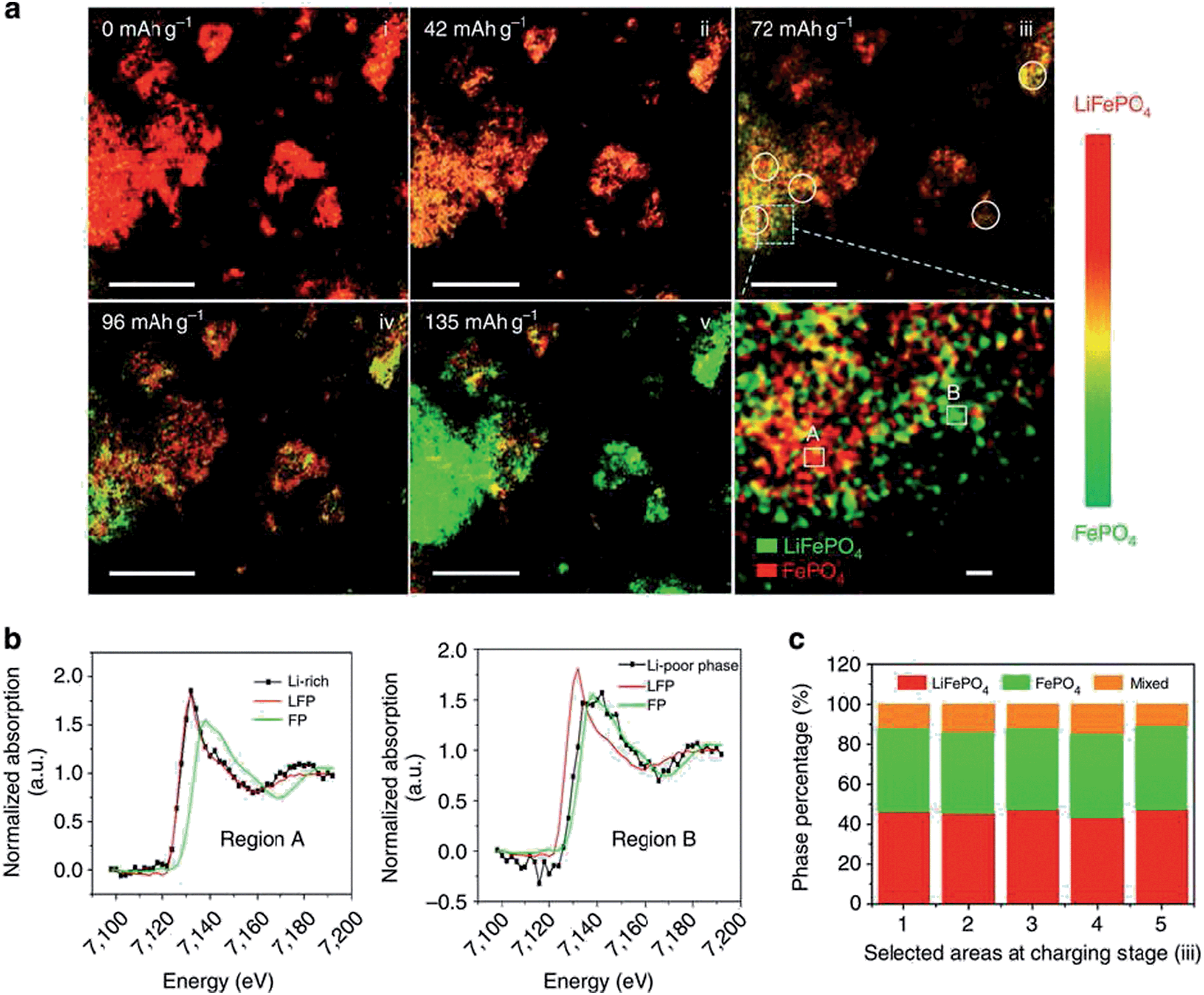 120cm セット Mimicking the electrophysiological microenvironment of bone