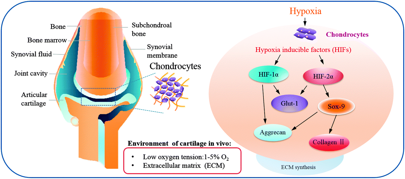 Hypoxia combined with spheroid culture improves cartilage specific function  in chondrocytes - Integrative Biology (RSC Publishing)  DOI:10.1039/C4IB00273C