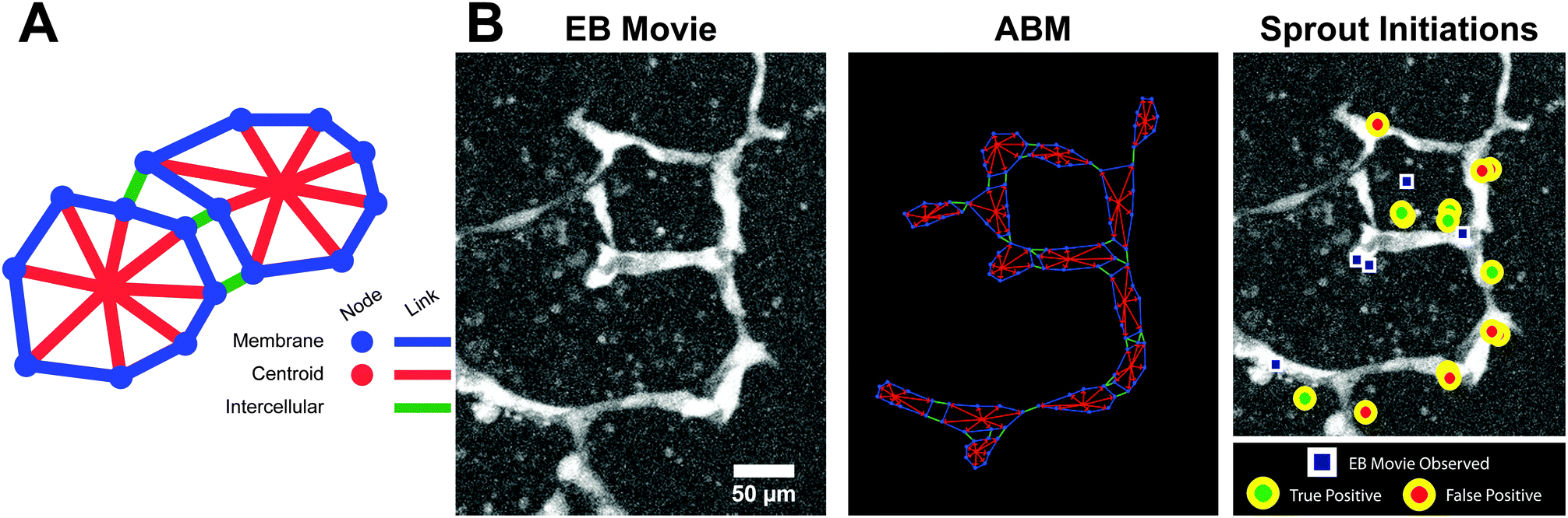 Agent-based model of angiogenesis simulates capillary sprout initiation in  multicellular networks - Integrative Biology (RSC Publishing)  DOI:10.1039/C5IB00024F