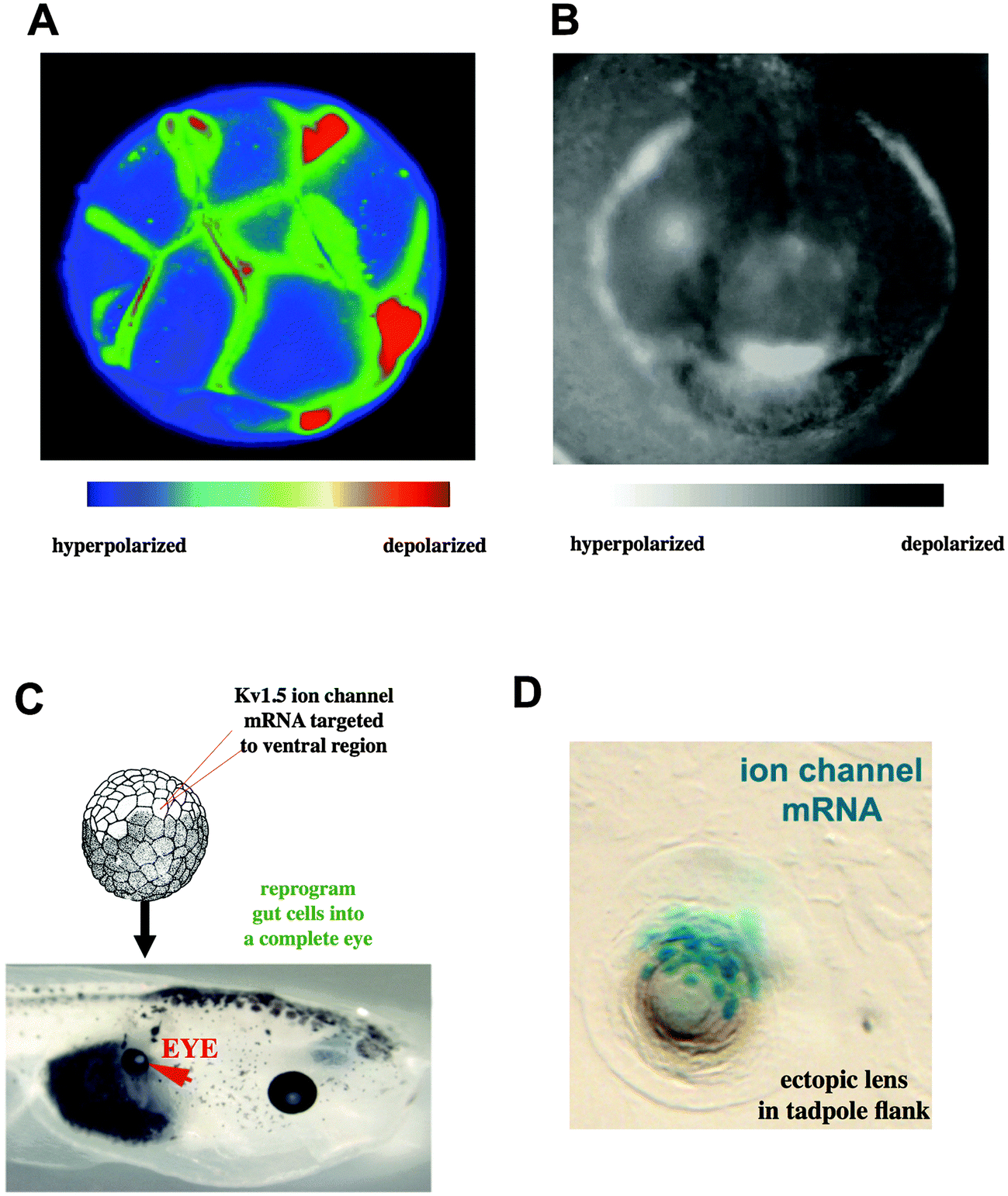 橋本！ Identification and Application of Novel Patulin-Degrading