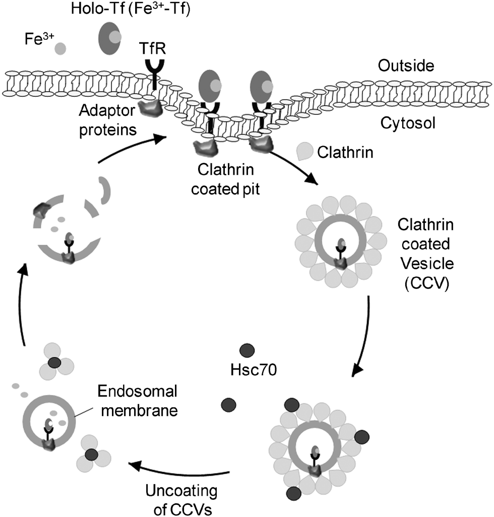 receptor mediated endocytosis transferrin