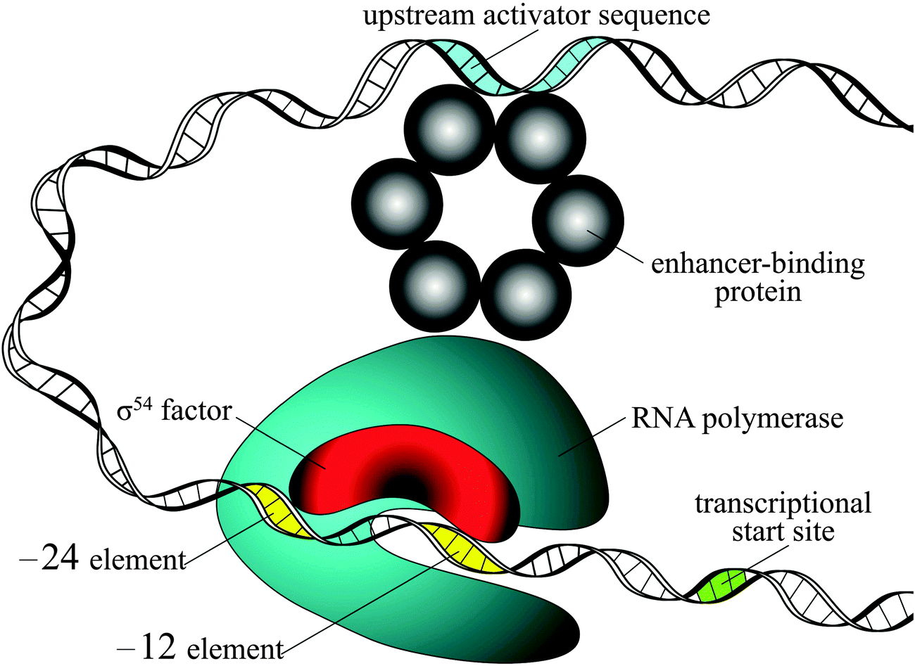 Pseudo nucleotide composition or PseKNC: an effective formulation Pseudo nucleotide composition or PseKNC: an effective formulation