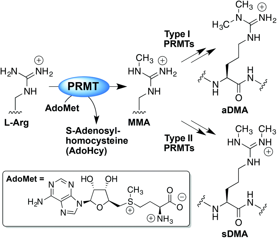 Synthesis And Evaluation Of Protein Arginine N Methyltransferase Inhibitors Designed To Simultaneously Occupy Both Substrate Binding Sites Organic Biomolecular Chemistry Rsc Publishing Doi 10 1039 C4obj