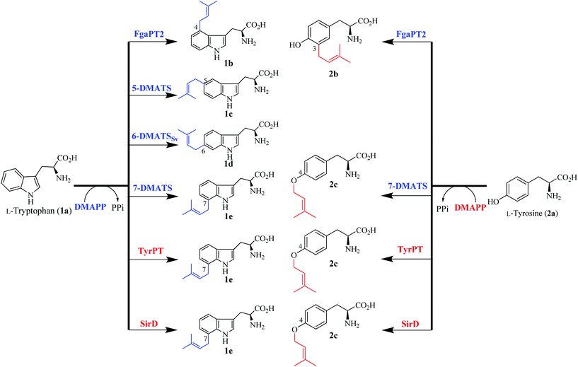 image file: c5ob01040c-f1.tif