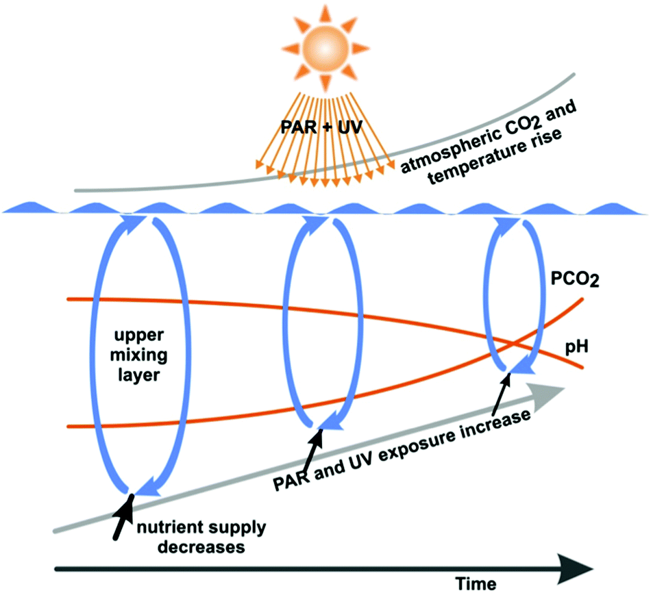 Effects of UV radiation on aquatic ecosystems and interactions with other  environmental factors - Photochemical & Photobiological Sciences (RSC  Publishing) DOI:10.1039/C4PP90035A