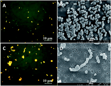 image file: c4ra07830f-f2.tif