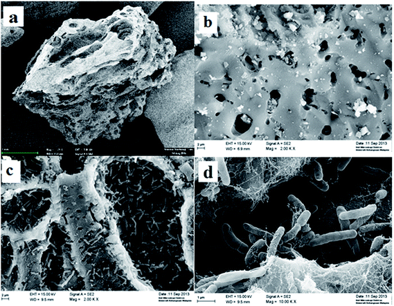 Physicochemical characteristics of attached biofilm on granular